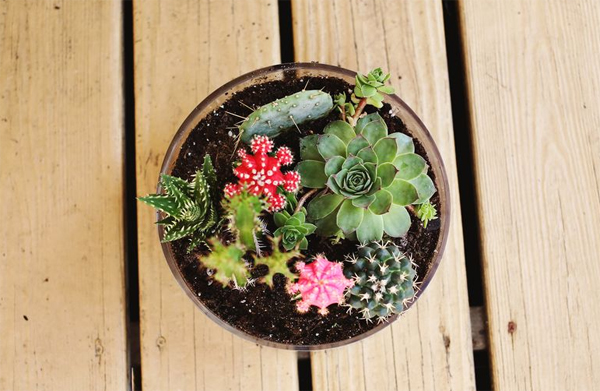 Cute Little Cactus Garden Ideas Photograph | small group of