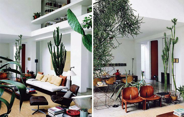 [Image: indoor-cactus-garden-decor.jpg]