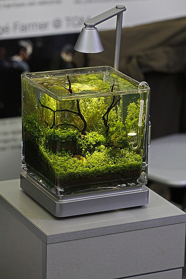 20 Most Creative Aquariums With Tiny Ideas | HomeMydesign
