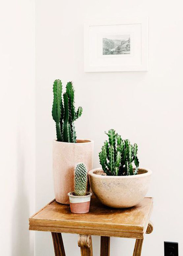 20 Simple Cactus Ideas For Beautify Your Room