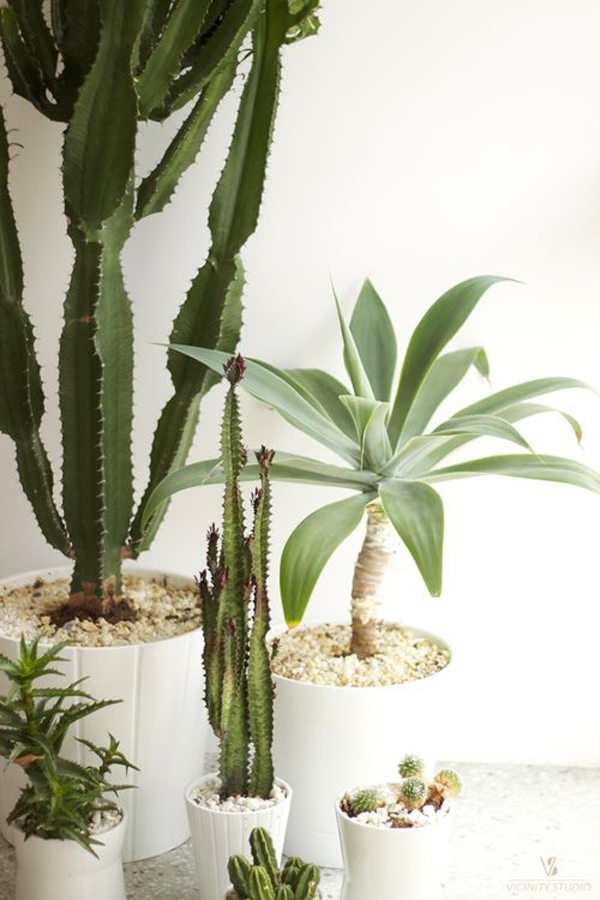 20 Beautiful Indoor Plants With Desert Atmosphere