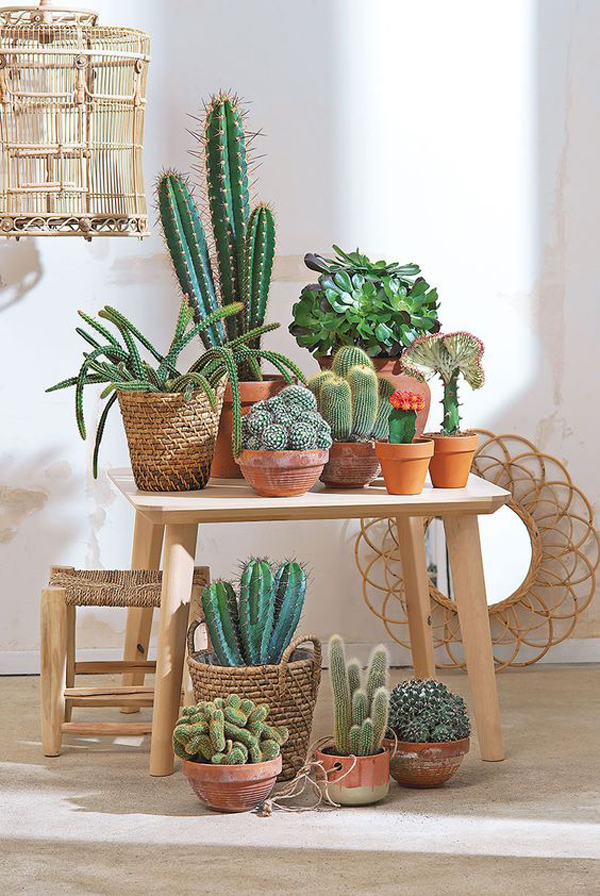 20 Beautiful Indoor Plants With Desert Atmosphere