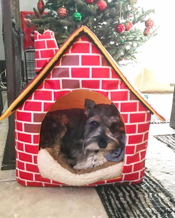 10 Awesome Christmas Decorations For Your Dogs