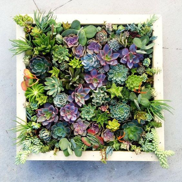20 Gorgeous Succulent Wall Art To Display Houseplants