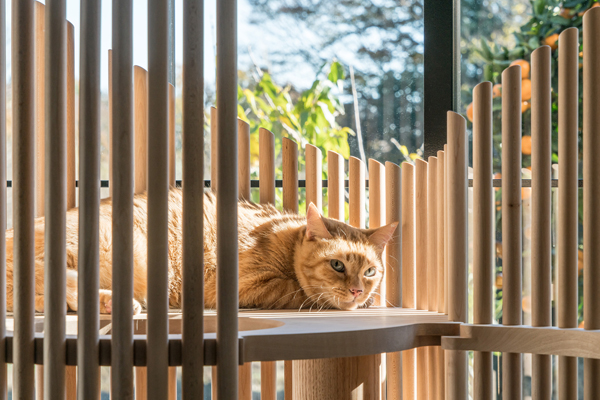 Neko: Modern Cat Tree For Wealthy Cat Lovers