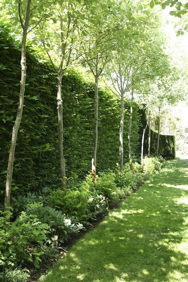 25 Unique Garden Fence Ideas With Plants To Your Privacy