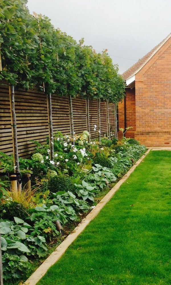 Minimalist Tree Privacy Fence Ideas for Small Space