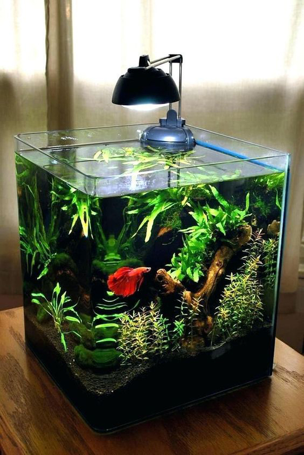 35 Modern Mini Aquarium Designs For Your Small Spaces
