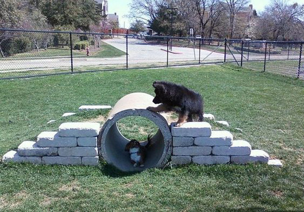 5 Backyard Dog Playground Ideas You Can Build (With Pictures)