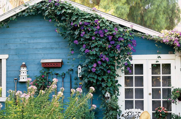 42 Most Beautiful Vines Ideas To Refreshing Your Outdoors