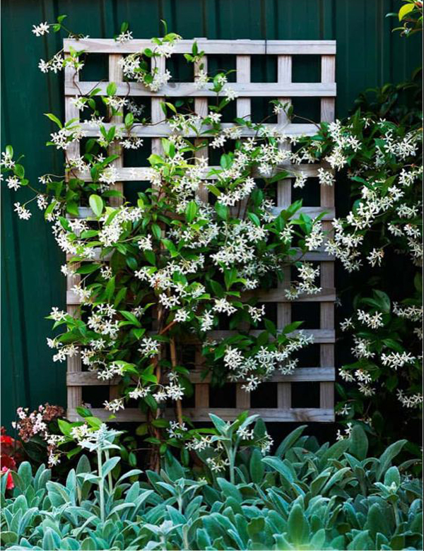 42 Most Beautiful Vines Ideas To Refreshing Your Outdoors