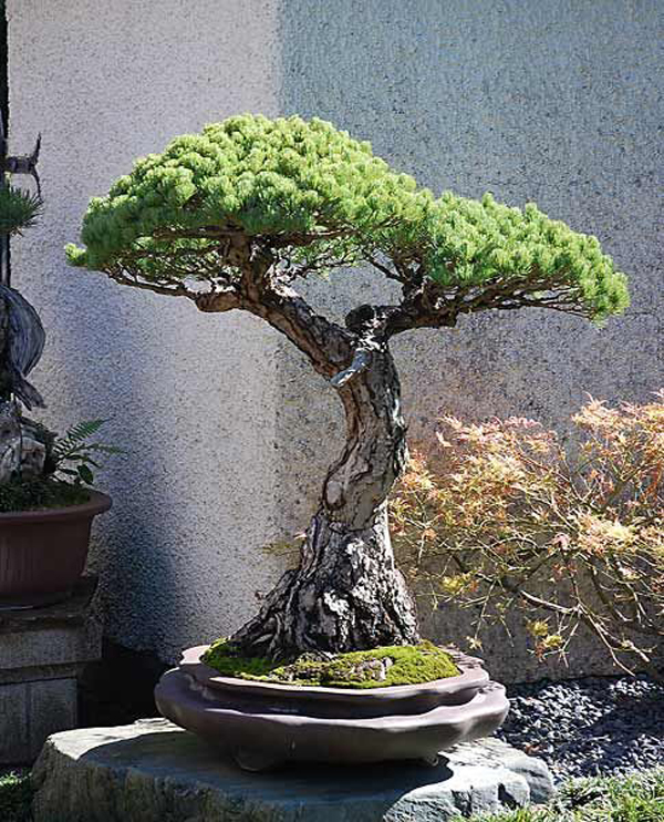 35 Artistic Bonsai Tree Ideas To Beautify Your Garden Homemydesign