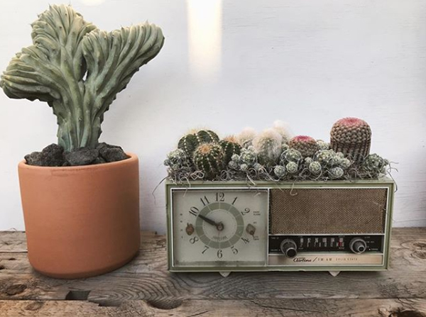 Insta Inspired: Catchy Succulent And Cactus Ideas From Botanical Project