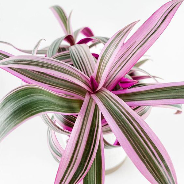 20 Most Romantic Houseplants Ideas For This Valentine Day’s