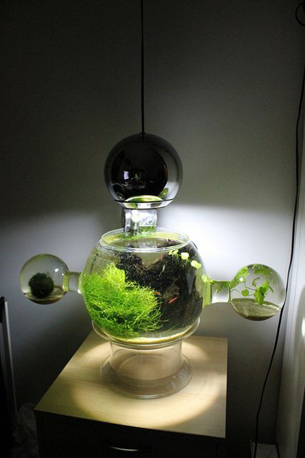 interesting-shrimp-aquarium | HomeMydesign