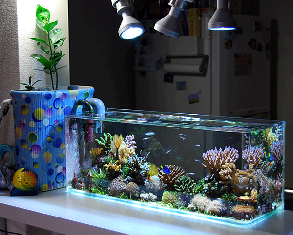 nano-reef-fish-tank-spotlight-mangrove-marcello | HomeMydesign