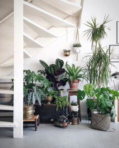 15 Beautiful Indoor Plants In Under The Stairs | HomeMydesign