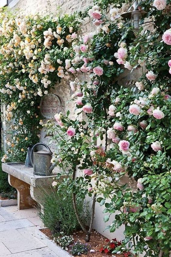 romantic-climbing-rose-decor-ideas | HomeMydesign