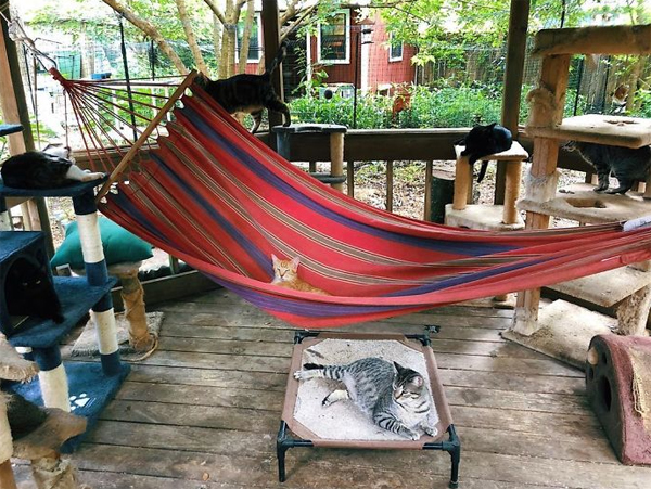 32 Fun DIY Cat Patios For This Summer