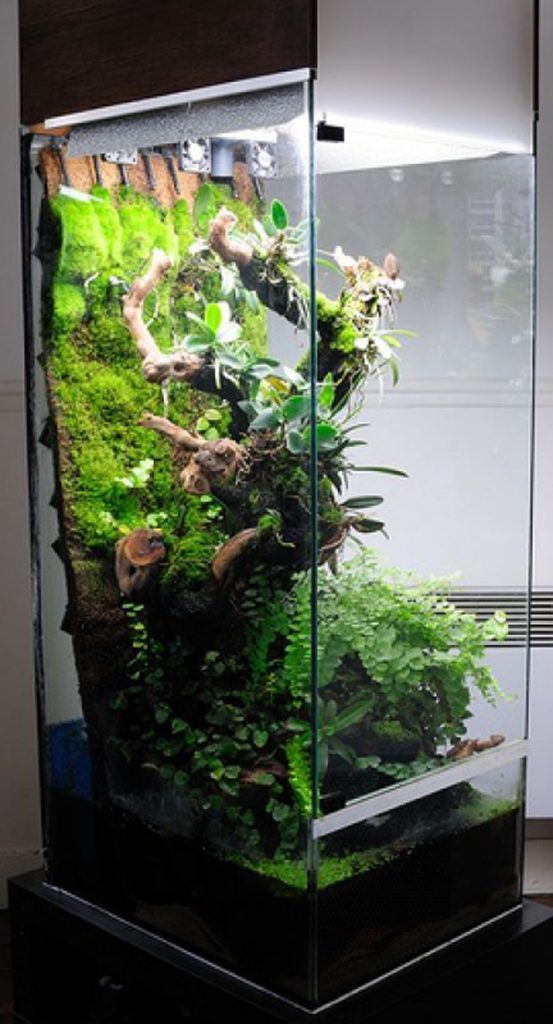 20 Amazing Paludarium Ideas That Must Be Crazy In Your Home | HomeMydesign