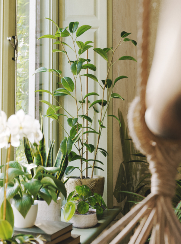 Houseplant Delight: Interior Plants With Full CGI Concept