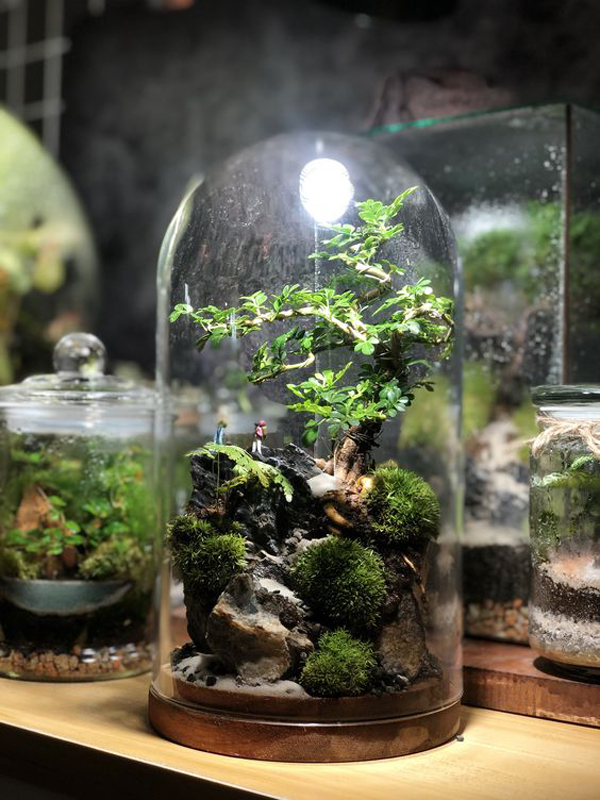 mini-bonsai-in-dome-terrarium | HomeMydesign