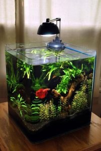 Coolest Betta Fish Tank Ideas Homemydesign