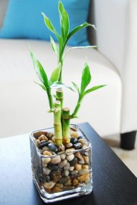 indoor-lucky-bamboo-grow-in-water | HomeMydesign