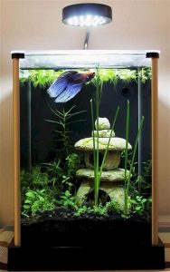 betta aquascape cupang setup fluval sisiruang acuario peces homegardenmagz bertema acuarios homemydesign fische abis homemidi setlight matchness picturefeast