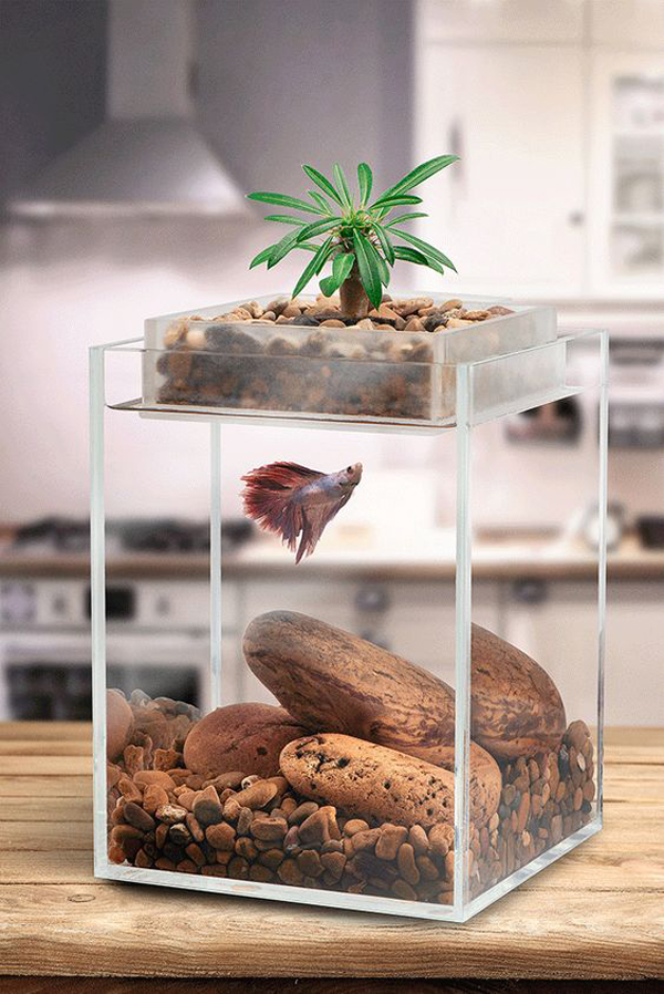 modern-betta-fish-tank-with-mini-bonsai | HomeMydesign