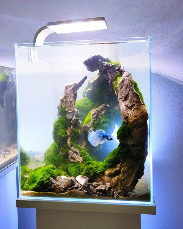 20 Best Betta Fish Aquarium Design