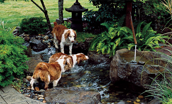 backyard-dog-pond-designs