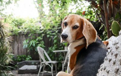 best-dog-retreat-ideas-in-backyard