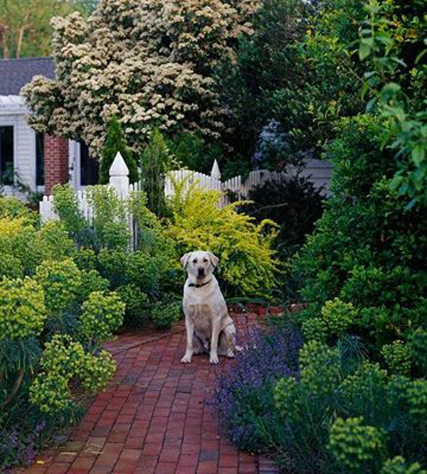 friendly-dog-garden-with-retreat-ideas
