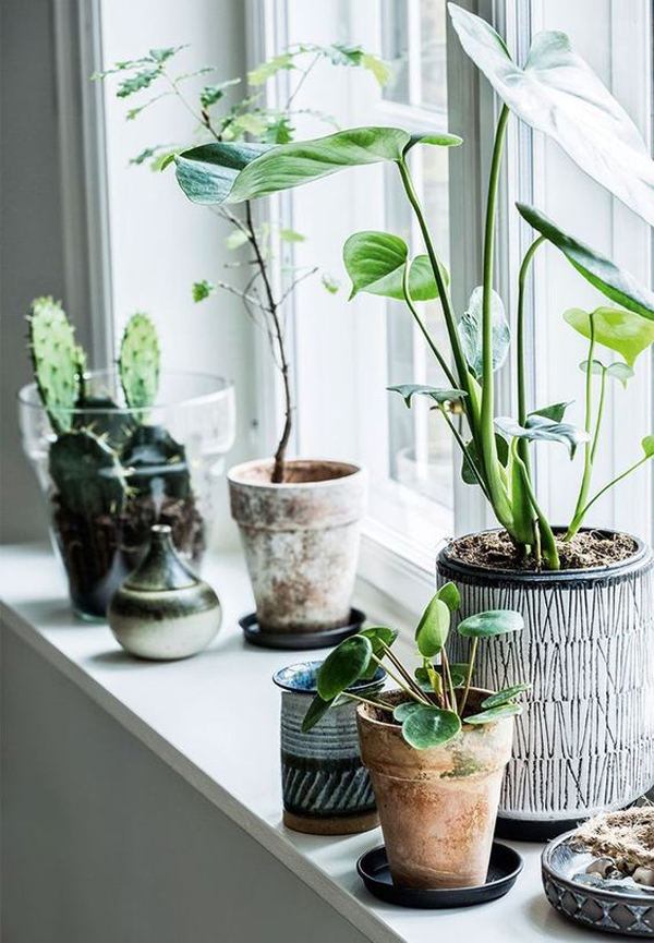 fresh-and-natural-window-plant-decor