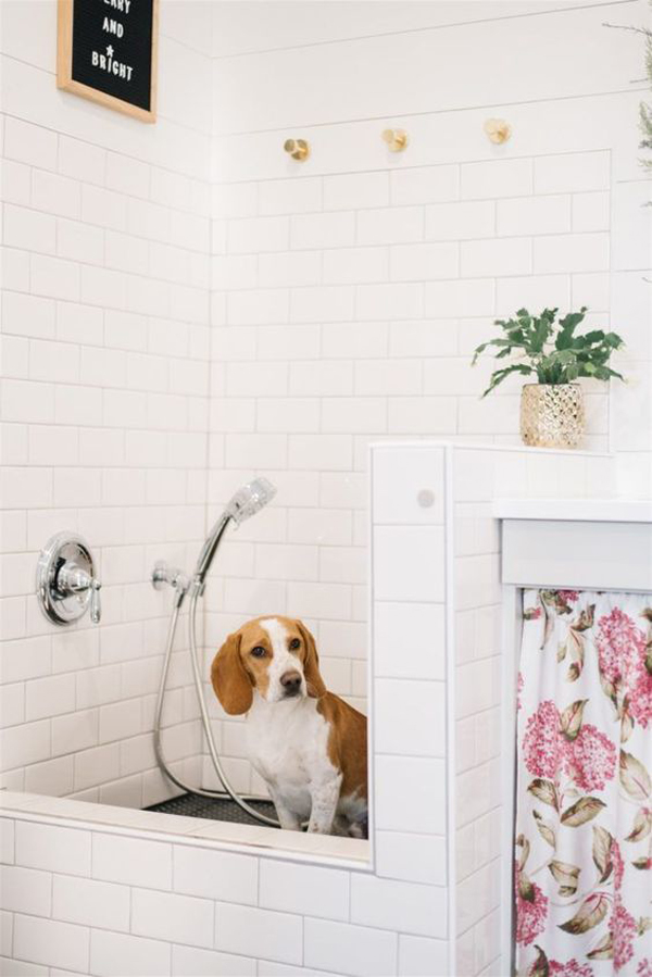 modern-dog-washing-station