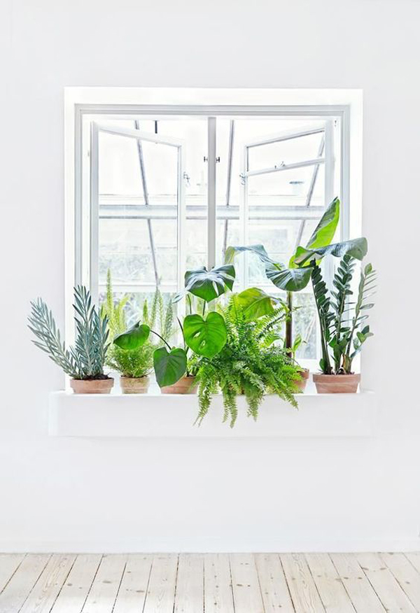 stylish-and-minimalist-indoor-window-plants