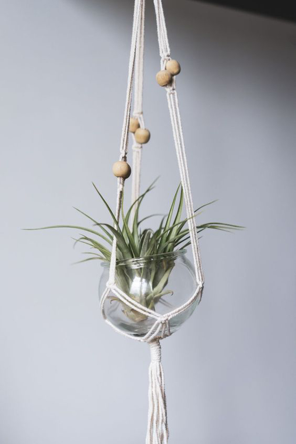 air-plant-for-bathroom