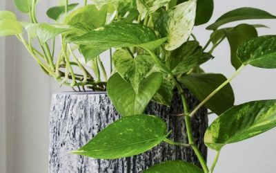 golden-pothos-bathroom-plant