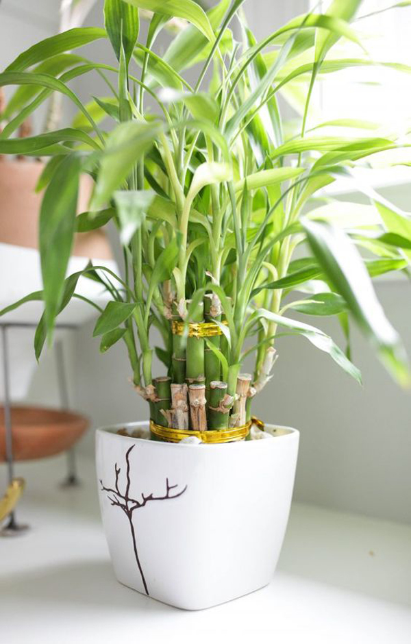 lucky-bamboo-bathroom-plant