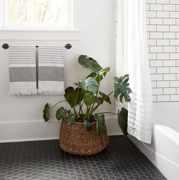 monstera-deliciosa-bathroom-plant