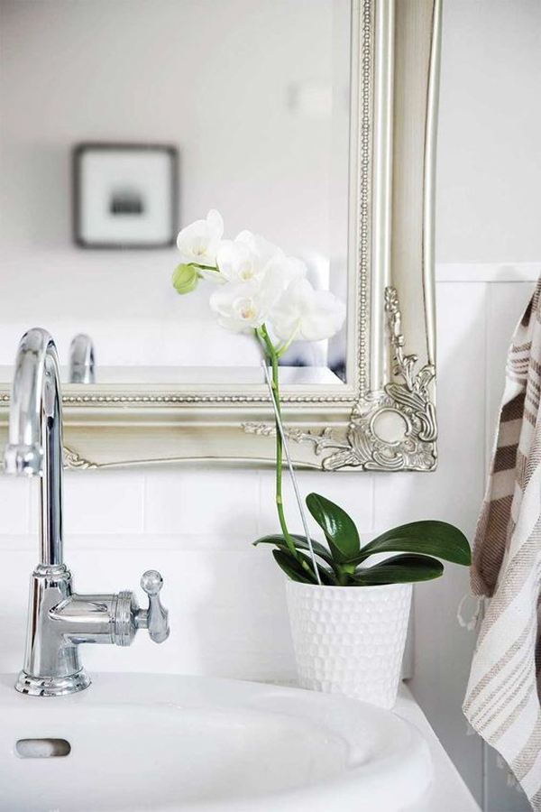 orchid-flower-plant-for-bathroom