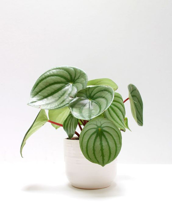 peperomia-watermelon-bathroom-plant