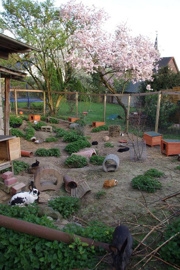 outdoor-bunny-playground-space