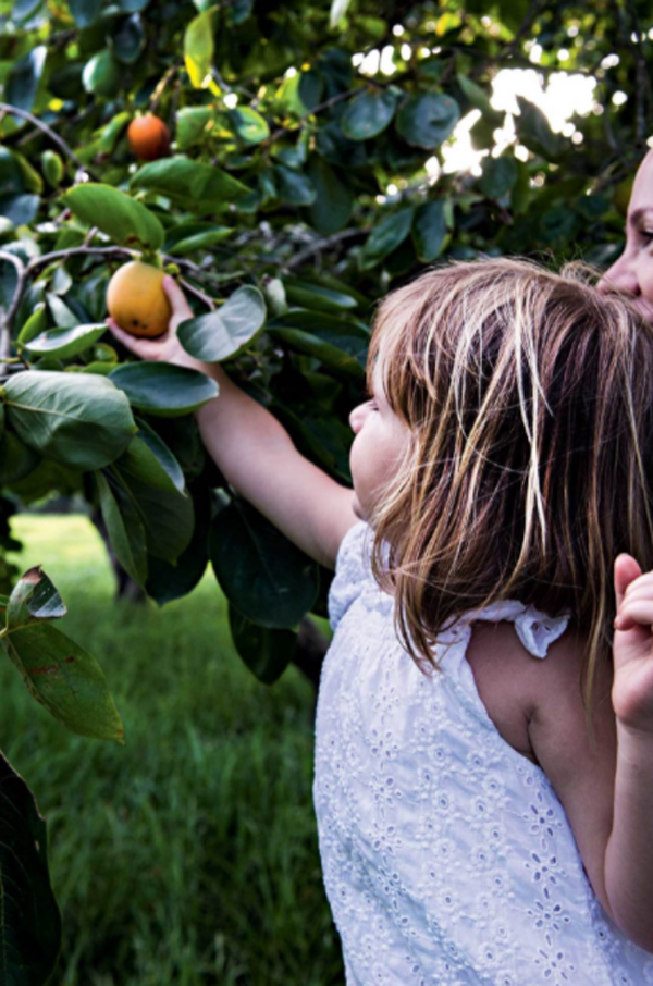 persimmons-tree-garden