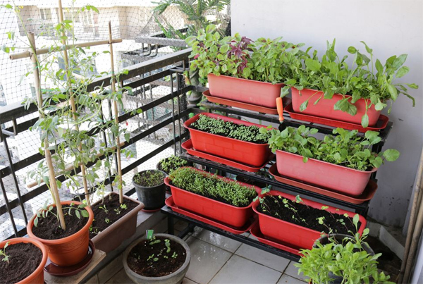 balcony-raised-bed-garden-with-splash-of-red