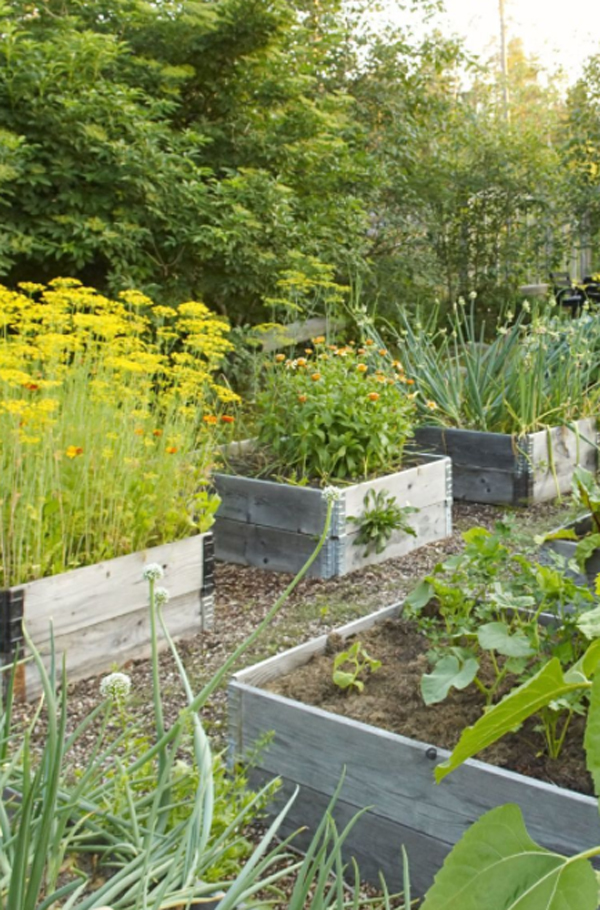 beauty-raised-bed-garden-layout