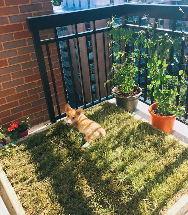 dog-grass-boxes-in-balcony