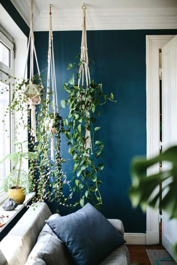 indoor-hanging-plant-ideas-with-blue-accent-walls