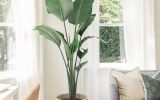 oversized-birds-of-paradise-houseplants